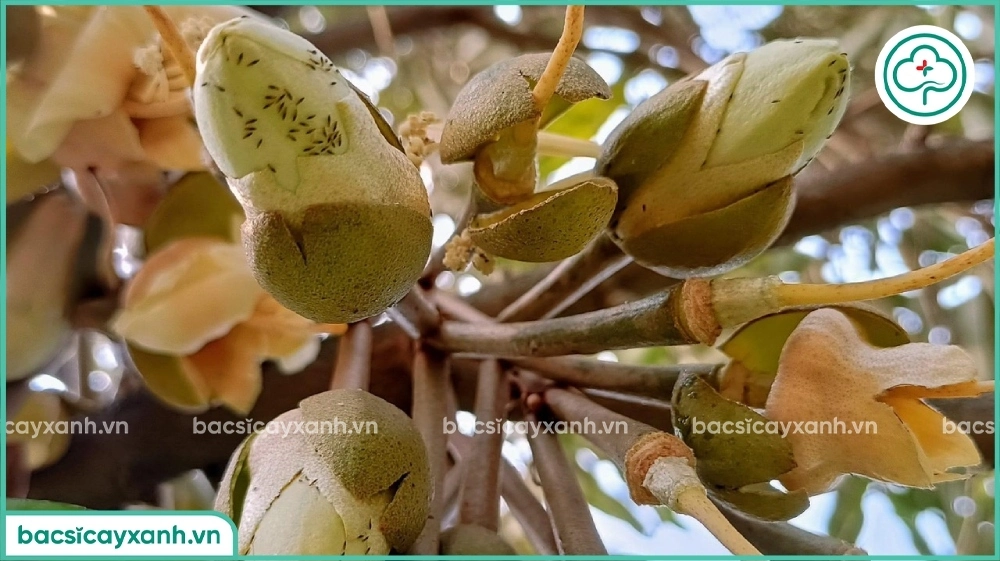 Thuốc trừ sâu sinh học có độc không